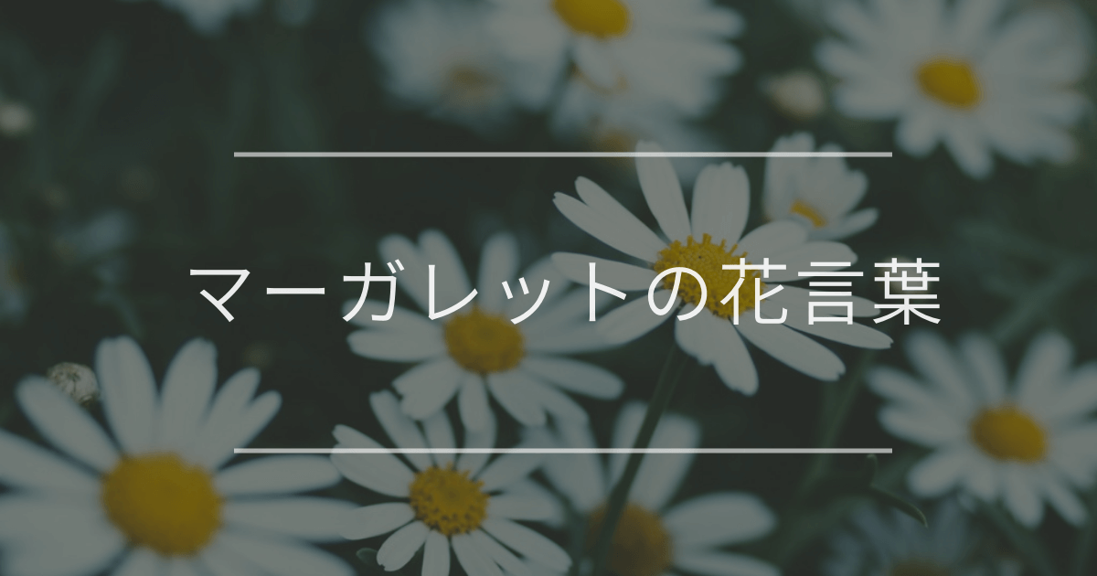 マーガレットの花言葉