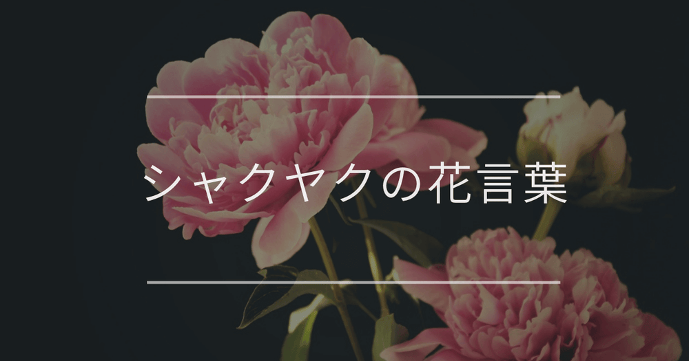 シャクヤク（芍薬）の花言葉｜色別の花言葉や誕生花、名前の由来