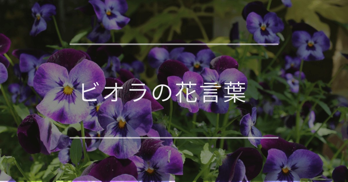 ビオラの花言葉