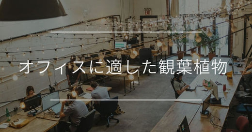 オフィスに置く観葉植物のおすすめ｜仕事に期待できる効果や飾り方