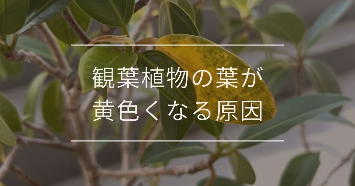 観葉植物の葉が黄色くなる原因
