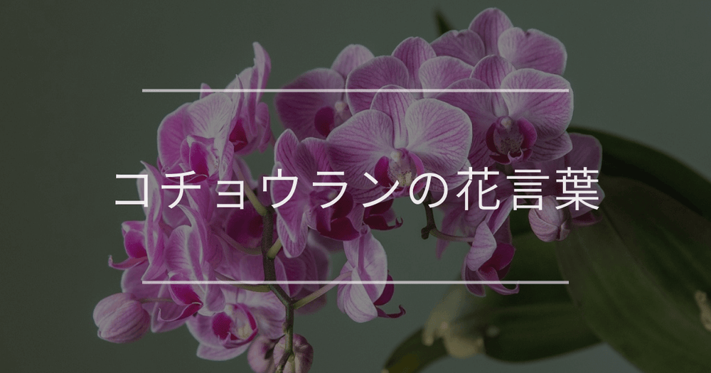コチョウランの花言葉｜色別や誕生花、名前の由来