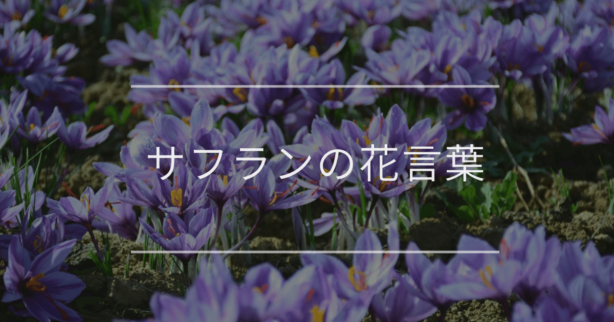 サフランの花言葉