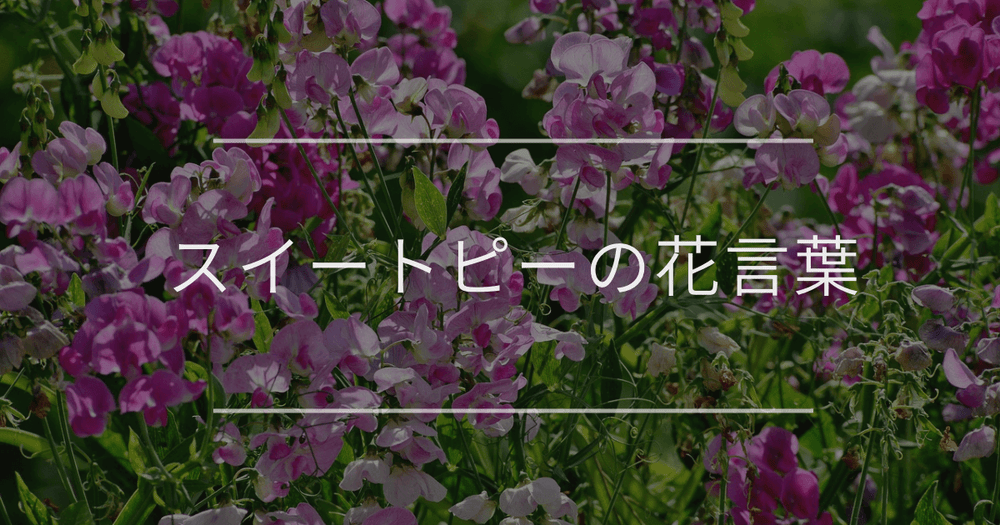 スイートピーの花言葉｜色別の花言葉や誕生花、名前の由来
