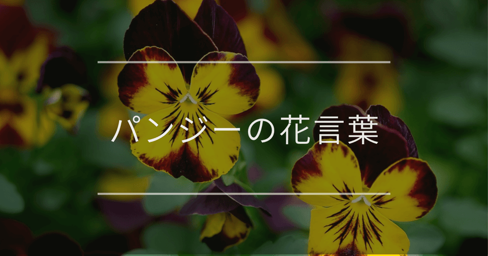 パンジーの花言葉｜色別の花言葉や誕生花、名前の由来