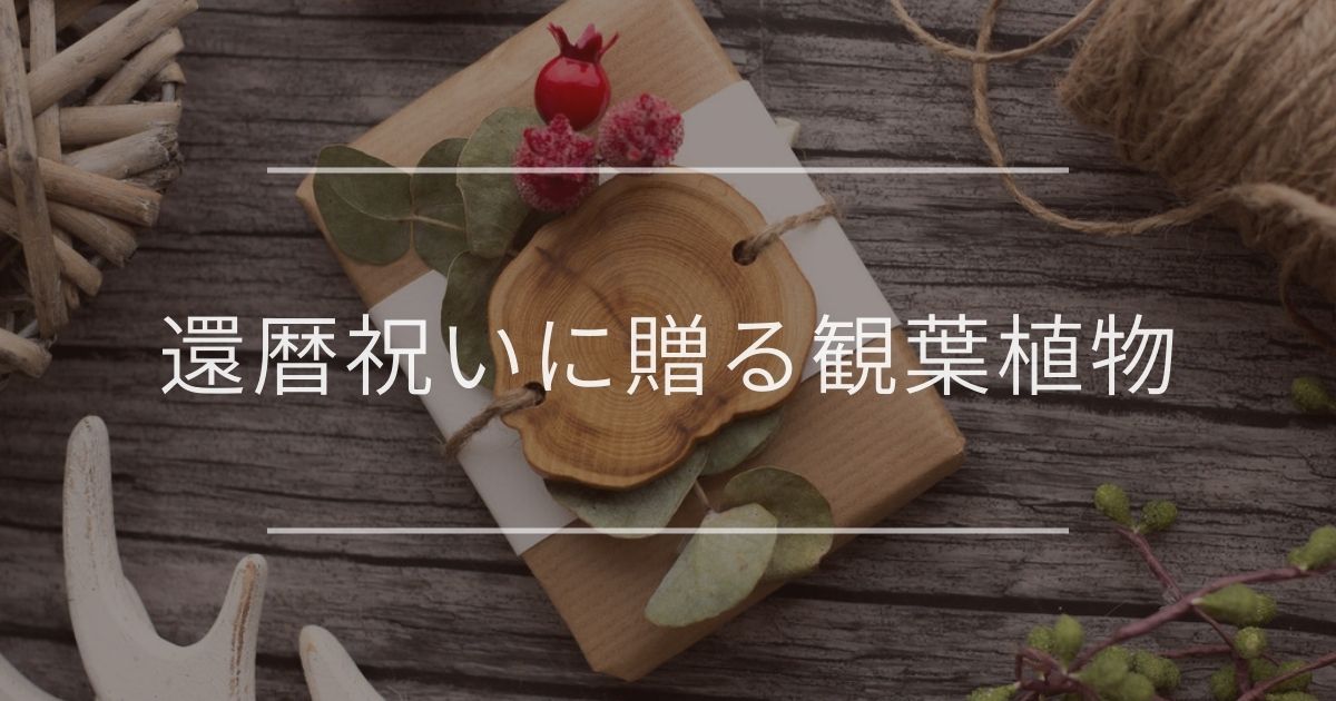 還暦祝いに贈る観葉植物