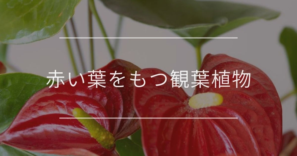 赤い葉をもつ観葉植物｜飾り方と育て方を紹介