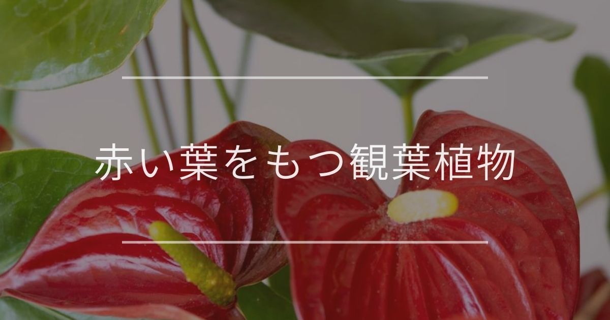 赤い葉をもつ観葉植物