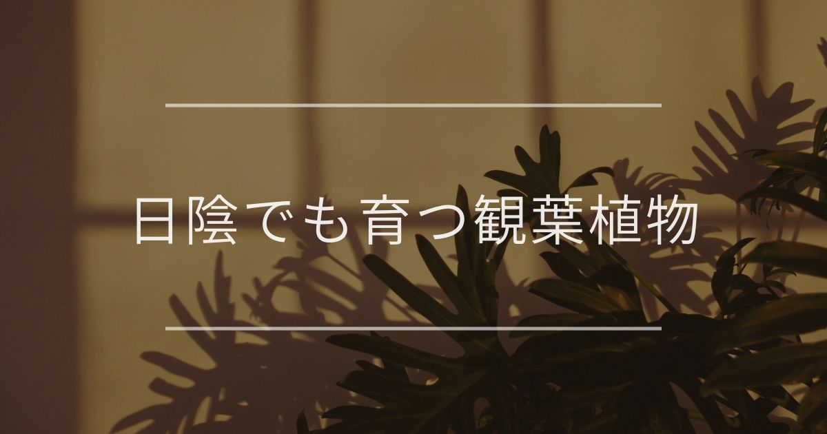 日陰でも育つ観葉植物