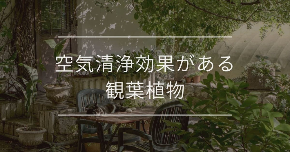 観葉植物に空気清浄効果はある？おすすめと置き場所や育て方