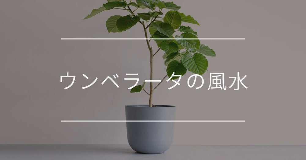 ウンベラータの風水｜置き場所と方角について