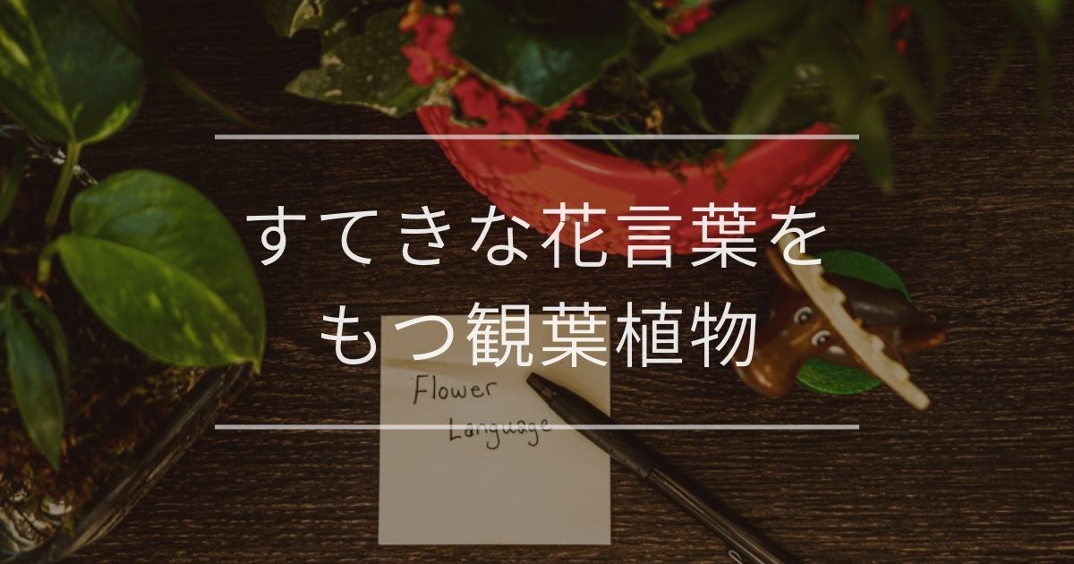 花言葉をもつ観葉植物