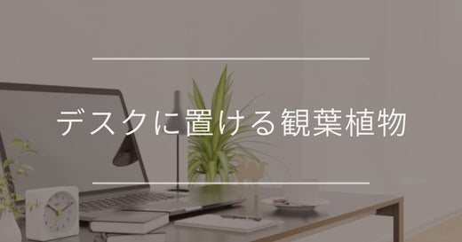 デスク・卓上に置く観葉植物｜おすすめやメリットについて