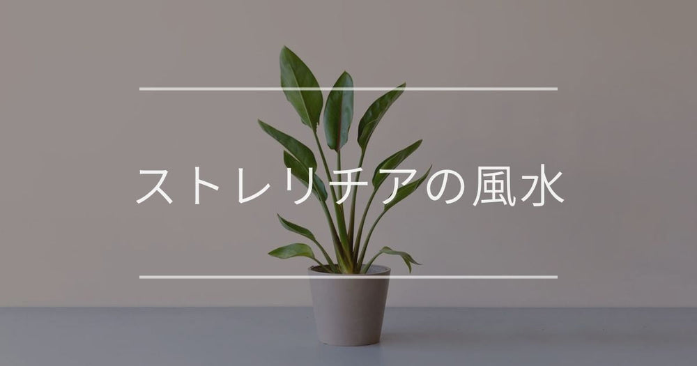 ストレリチアの風水