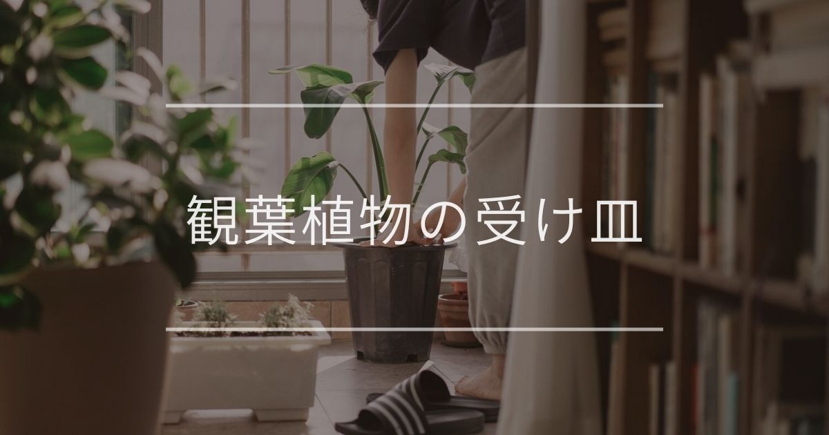 観葉植物の受け皿｜水を捨てる方法や選び方