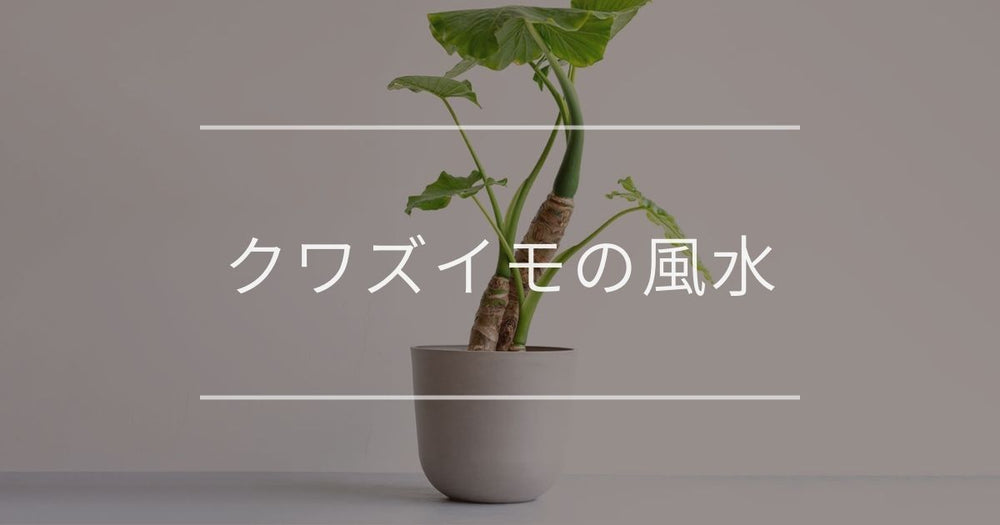 クワズイモの風水・花言葉