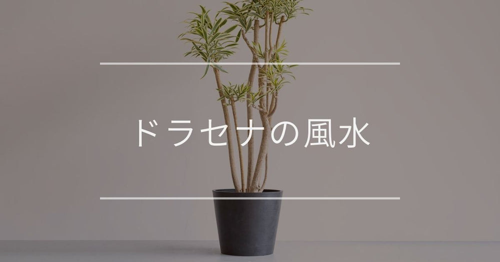 ドラセナ（幸福の木）の風水/花言葉