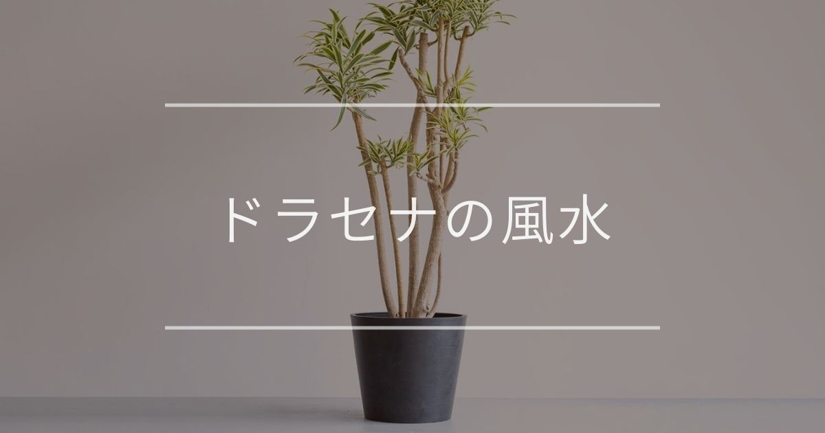 ドラセナの風水