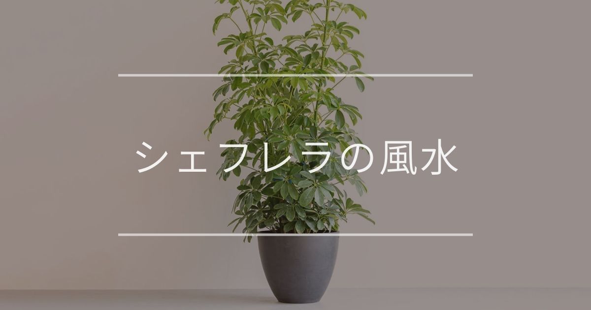 シェフレラ・ホンコン