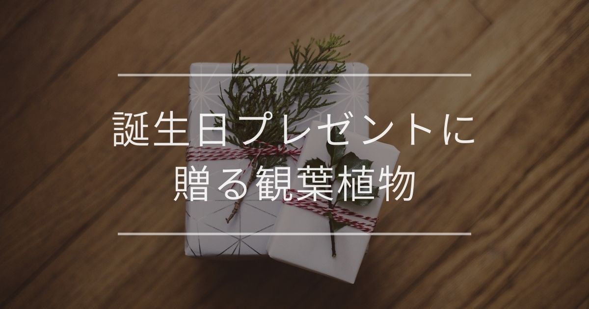 誕生日プレゼントに贈る観葉植物