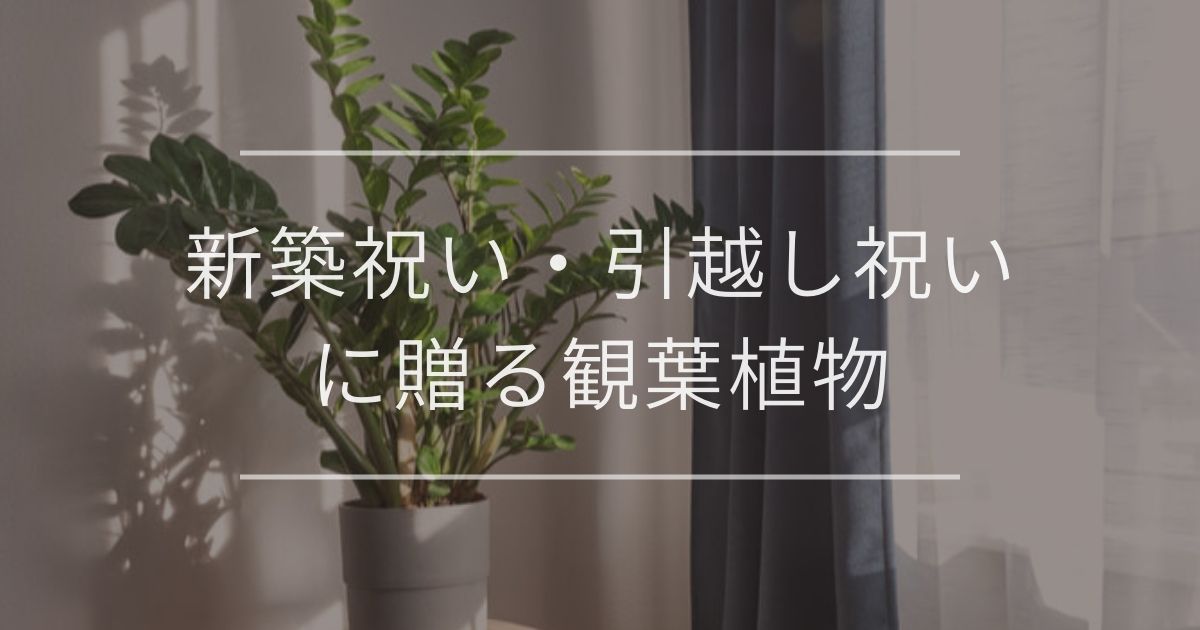 新築祝い・引越し祝いに贈る人気観葉植物｜おすすめと選び方