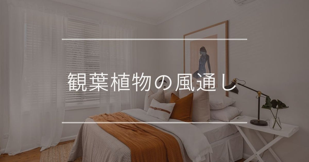 観葉植物の風通しが大切な理由｜悪いときの対策も徹底解説