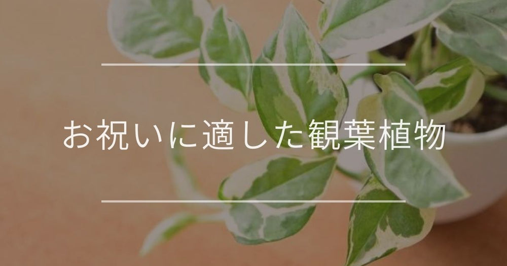 特別なお祝いにピッタリの観葉植物｜ハズさないプレゼントの選び方やマナー
