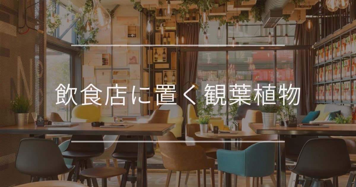 飲食店に置く観葉植物