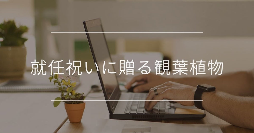 就任祝いに贈る観葉植物｜おすすめとマナーについて