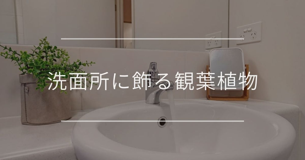 洗面所に飾るおすすめの観葉植物｜インテリア例や注意点も解説