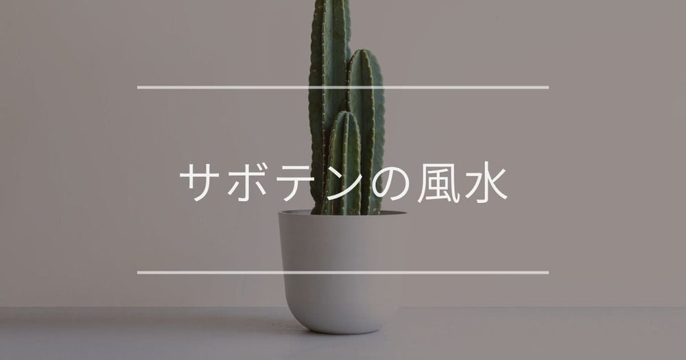 サボテンの風水は「邪気を払う」｜運気の下がる場所・高める場所