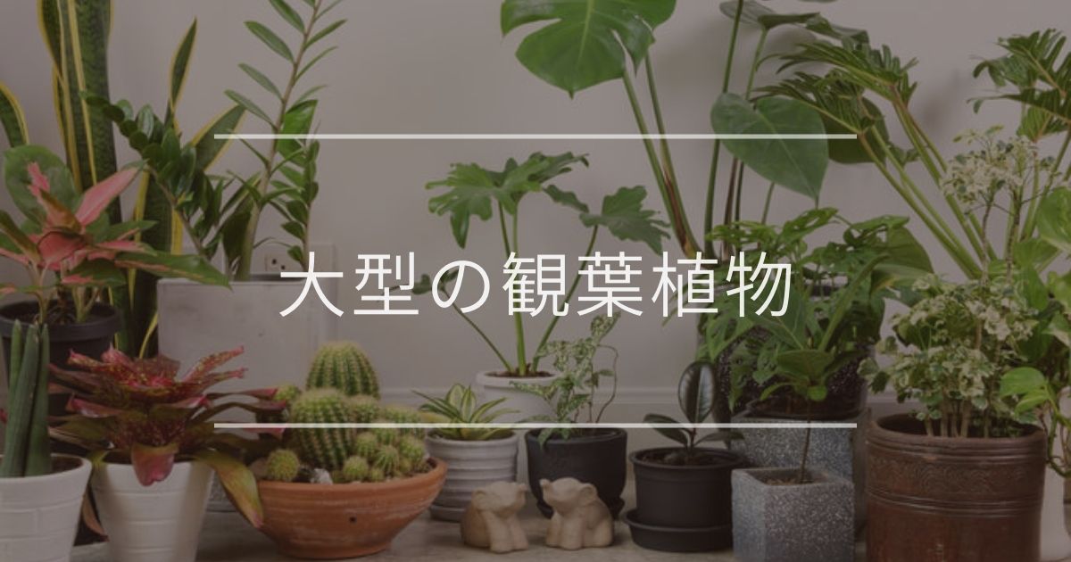 大型の観葉植物