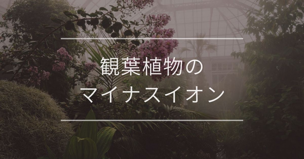 【保存版】観葉植物のマイナスイオン効果｜おすすめ品種や置き方のコツ