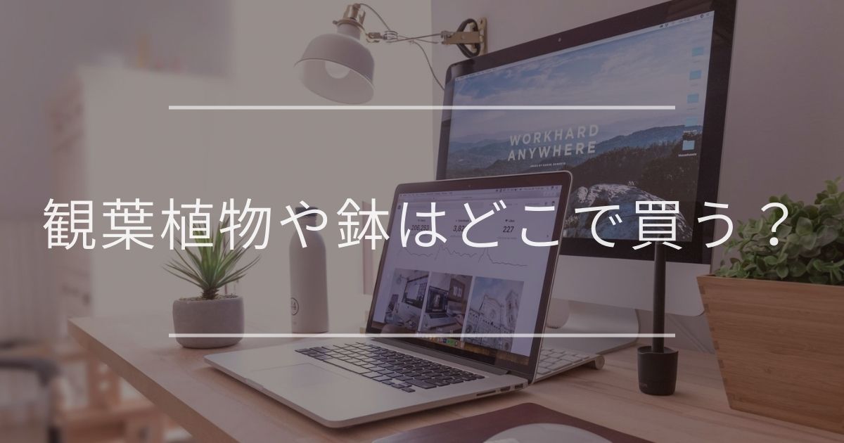 観葉植物や鉢はどこで買う？