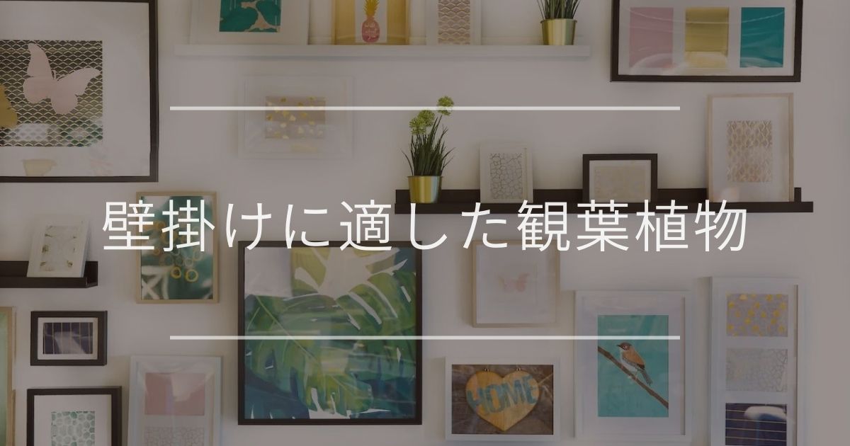 壁掛けに適した観葉植物｜飾り方・選び方・インテリア例