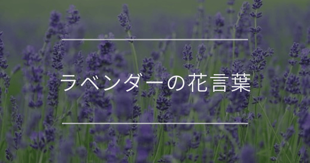 ラベンダーの花言葉｜おすすめのギフトシーンを紹介