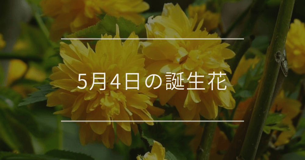 5月4日の誕生花：ヤマブキ・ストケシアの花言葉など