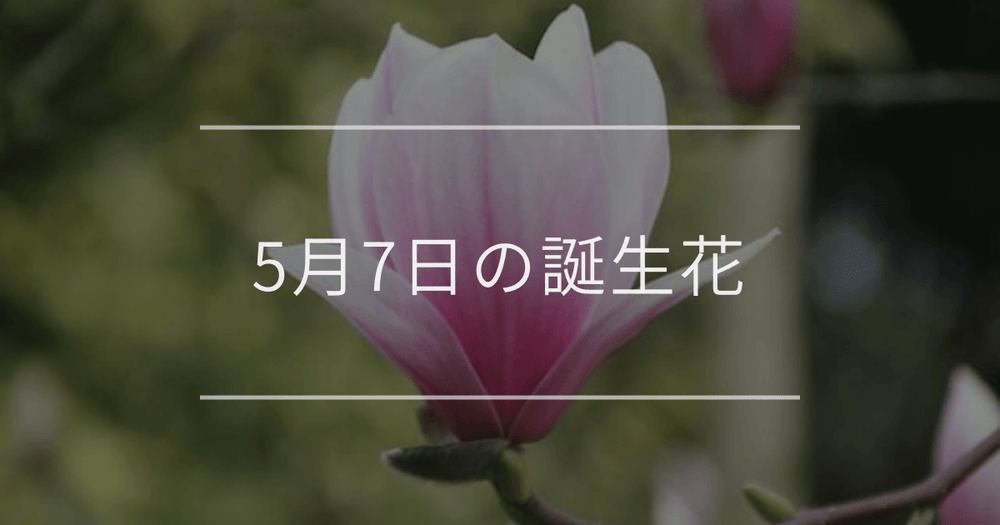 5月7日の誕生花：モクレン・スターチスの花言葉など