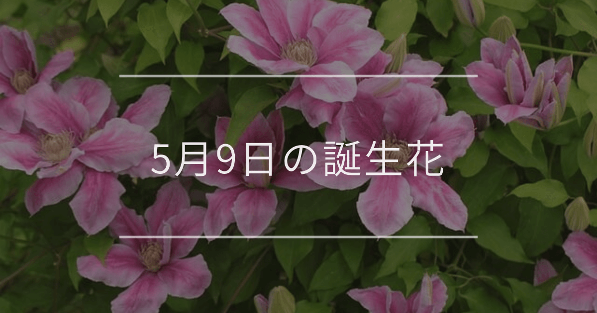 5月9日の誕生花