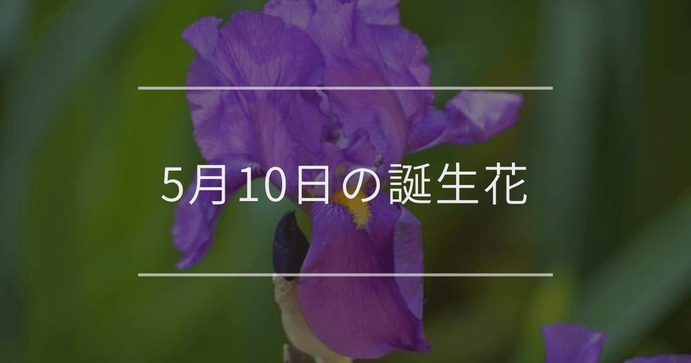5月10日の誕生花：アイリス・アゲラタムの花言葉など