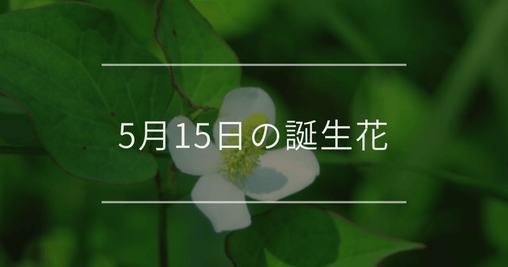 5月15日の誕生花：ドクダミ・カンパニュラの花言葉など