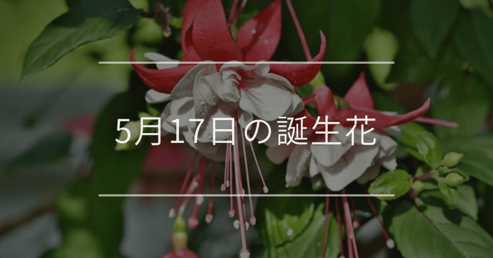 5月17日の誕生花：フクシア・エキザカムの花言葉など