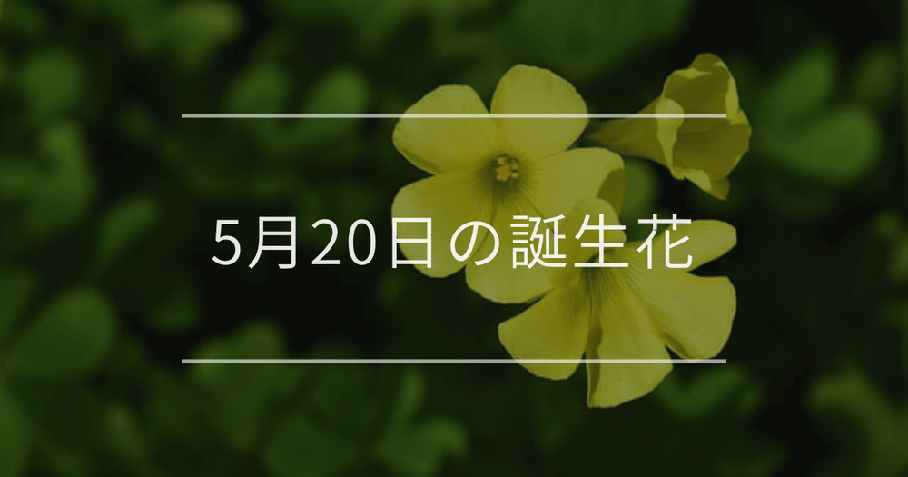 5月20日の誕生花：カタバミ・オダマキの花言葉など