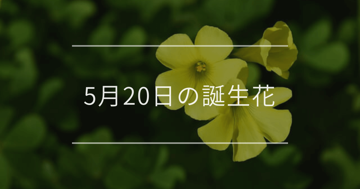 5月20日の誕生花