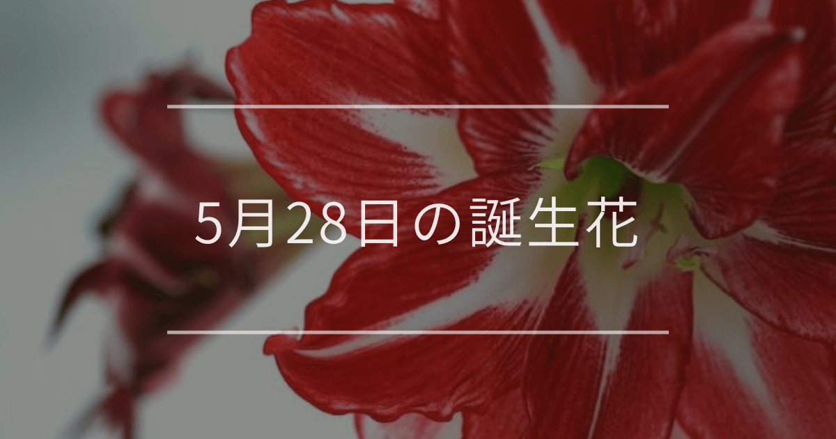 5月28日の誕生花：アマリリス・スズランの花言葉など