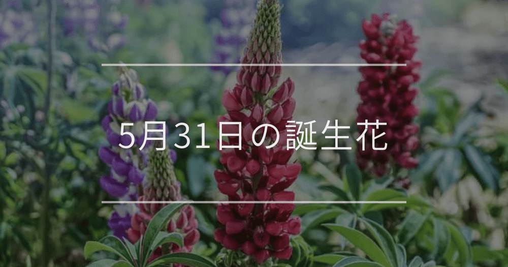 5月31日の誕生花：ルピナス・フジ(藤)の花言葉など