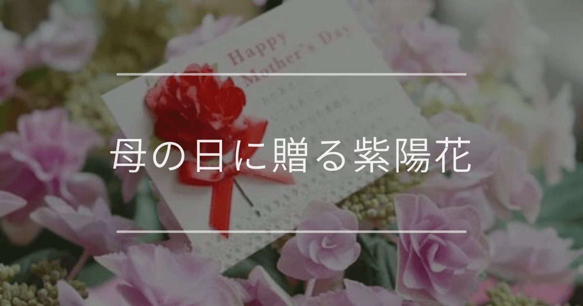 母の日に贈る紫陽花