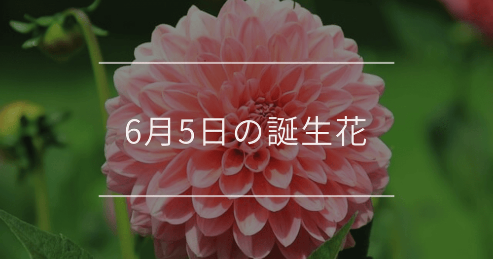 6月5日の誕生花：ダリア・マリーゴールドの花言葉など