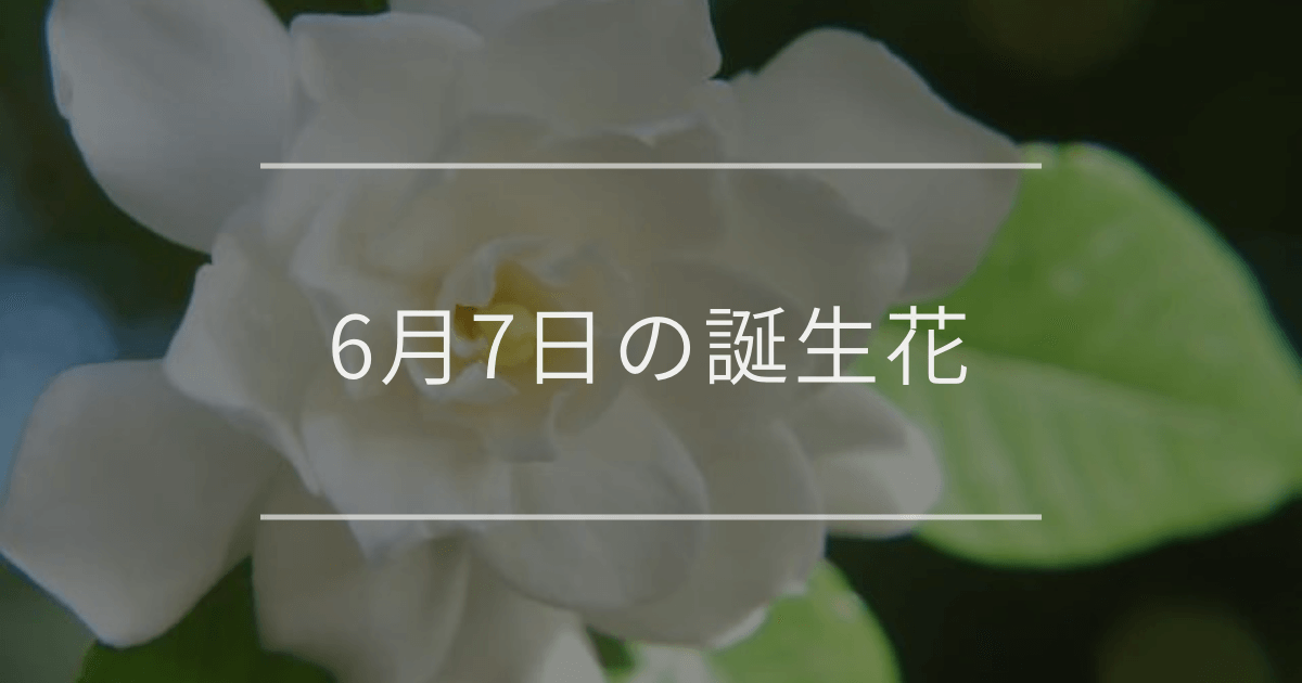 6月7日の誕生花