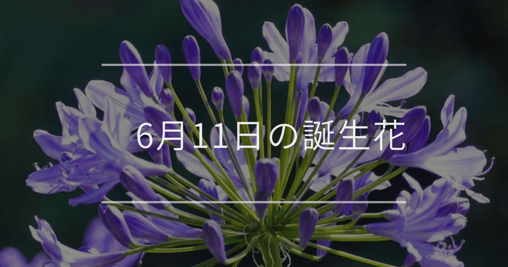 6月11日の誕生花：アガパンサス・ベニバナの花言葉など